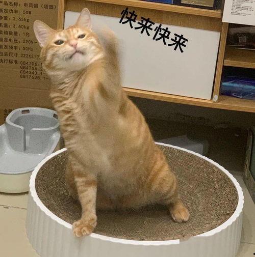 深圳猫租客最新爆料新闻,揭露租房行业潜规则与猫患问题